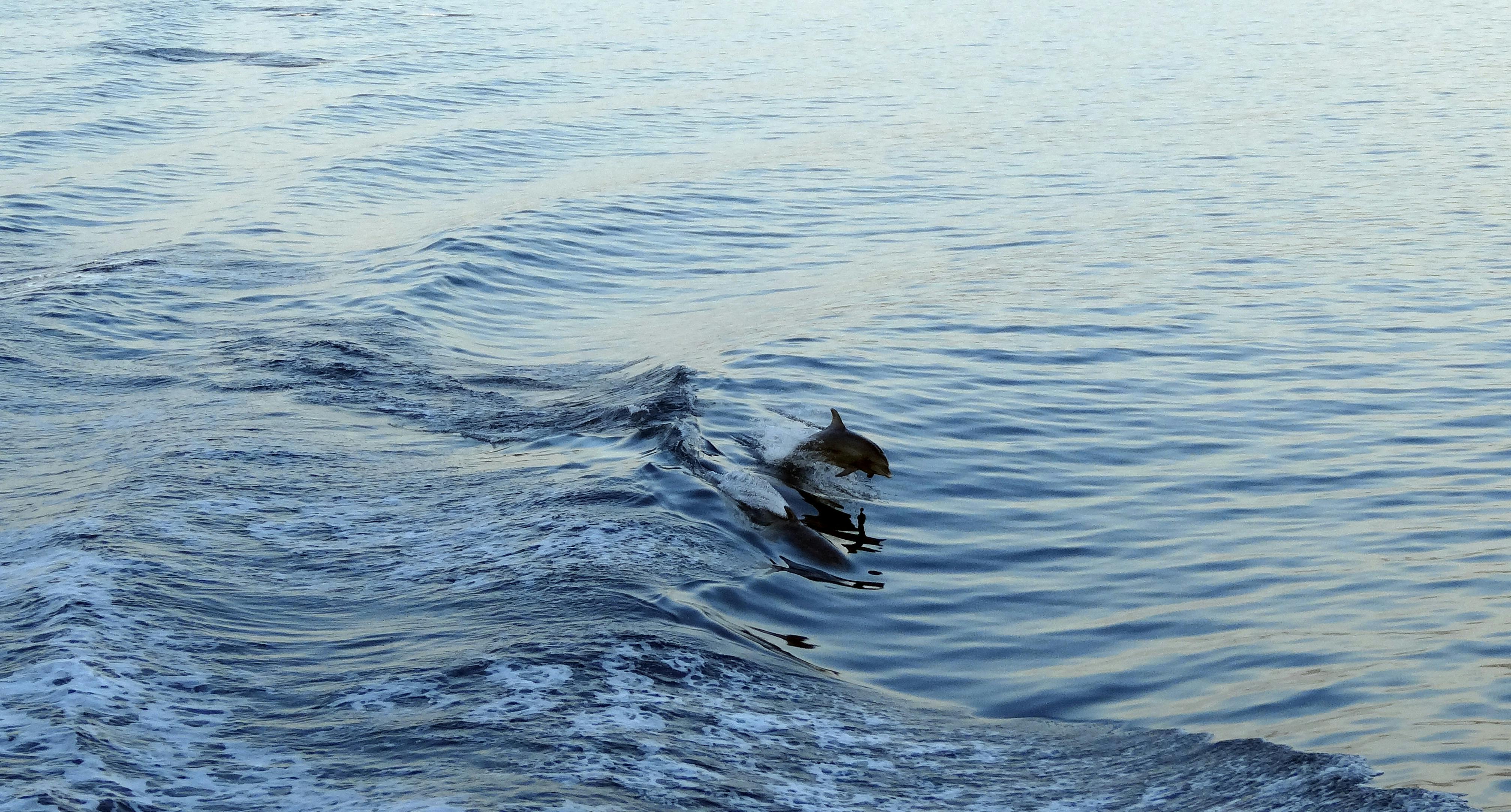 Dolphin Cruise